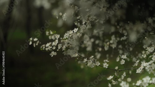 Cherry plum blossoms. Cherry plum branch with white flowers. 4k, 50 fps