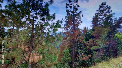 Tall pine trees with a mix of green and dry brown needles stand amid dense hillside vegetation in Mukteshwar, Uttarakhand, with faint mountain views peeking through under a soft, cloudy sky.
