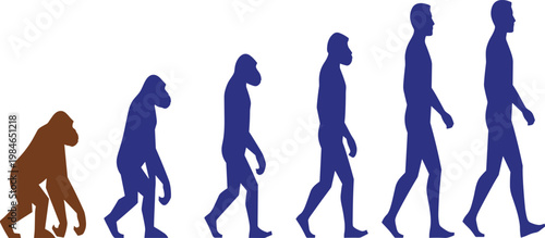 Human Evolution Silhouette Vector Illustration Showing Ape to Modern Man Progression, Evolutionary Stages Concept for Science, Anthropology, Biology, and Educational Design.