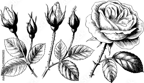 Vintage black and white engraving style rose flower and buds with leaves white background