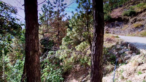 Two tall pine trees frame a scenic hillside in Mukteshwar, Uttarakhand, where a narrow winding road cuts through rocky terrain and dense forest under clear daylight.