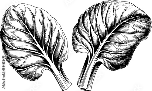 Vintage engraved black and white swiss chard leaves white background, leaf vegetable
