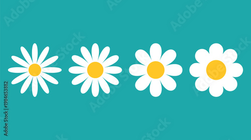 Four daisy flowers in a row with variations on a turquoise background, representing simplicity and nature's beauty