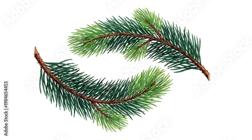 Close up shot of fresh pine branches, each branch featuring rows of vibrant green needles