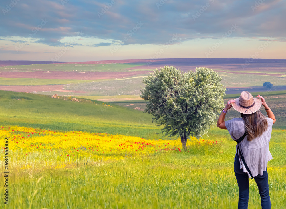 Fototapeta premium Agriculture field with young olive grove between meadow of poppies and yellow wild flowers