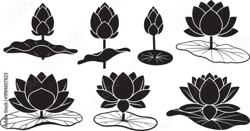 Black and white lotus flowers and buds with leaves on white background lotus bud