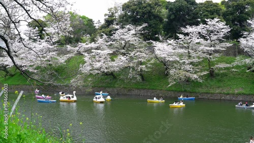 Cherry Blossoms and Boats at Chidorigafuchi - 千鳥ヶ淵の桜とボート