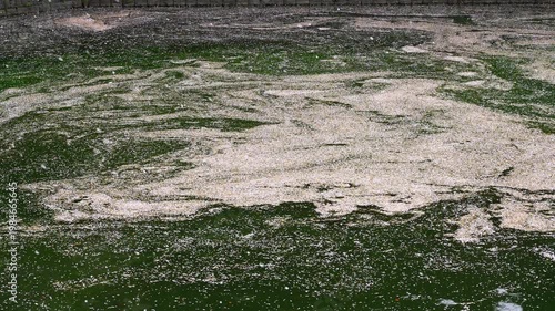 Sakura Petal Rafts and Falling Blossoms at Chidorigafuchi - 千鳥ヶ淵の花筏と桜吹雪