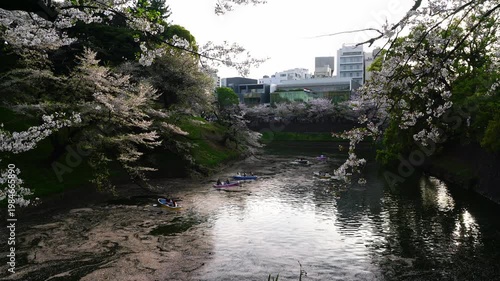 Cherry Blossoms at Chidorigafuchi - 千鳥ヶ淵の桜