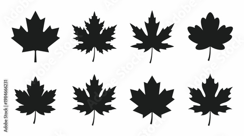 Collection of eight black maple leaf silhouettes in various shapes isolated on white background, concept for autumn season branding, nature logo design and botanical illustration artwork