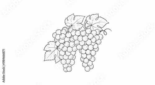 Two bunches of grapes with leaves and a tendril on a white background