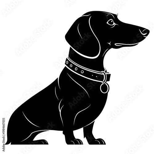 Black silhouette of a dachshund wearing a collar, modern dog breed vector illustration isolated on white background