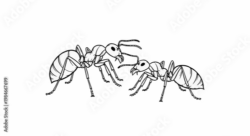 Two black and white line drawings of ants facing each other