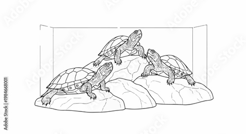 Three turtles perched on textured rocks within an outlined enclosure