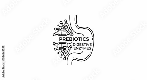 Stylized stomach illustration with abstract shapes representing prebiotics and digestive enzymes