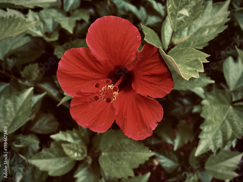 Vibrant Red Hibiscus Flower Macro with Soft Green Foliage Background in Tropical Garden Bloom
