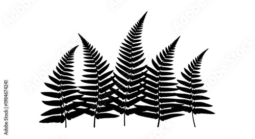Black Silhouette of Fern Fronds with Detailed Leaflets on White Background