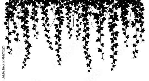 Black Silhouette of Hanging Vine Leaves Against a White Background