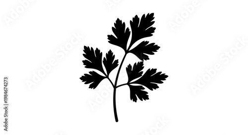 Black Silhouette of Parsley Leaves on White Background, Fresh Herb for Cooking and Garnishing