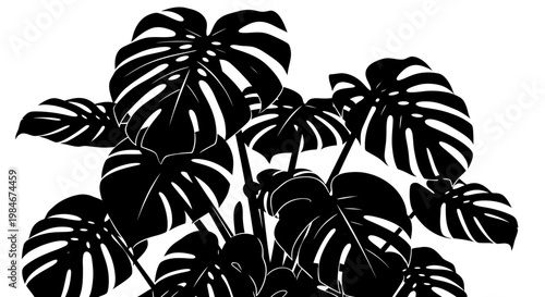 Monstera Deliciosa Plant Leaves Abstract Black and White Design