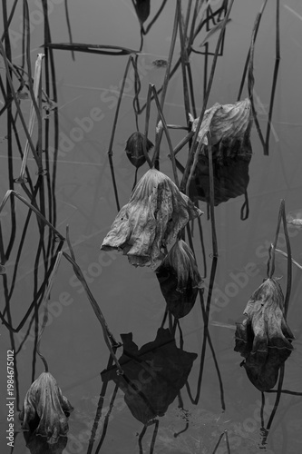 Minimalist black and white photo of withered lotus stems in a misty pond, resembling ink calligraphy.