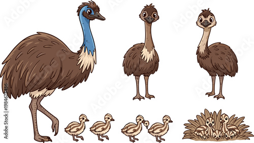 Cute Cartoon Emu and Baby Chick Set with Adult and Young Birds in Brown and Blue Australian Wildlife Vector Illustration