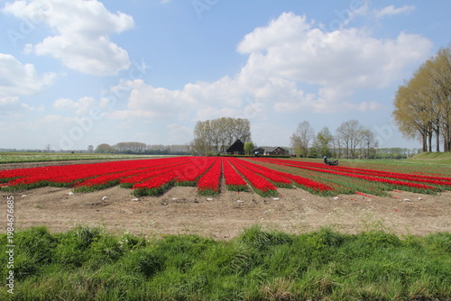 a field with beautiful red tulips and a machine that is cutting of the flowers in the dutch countryside in springtime