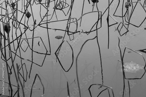 Minimalist black and white photo of withered lotus stems in a misty pond, resembling ink calligraphy.