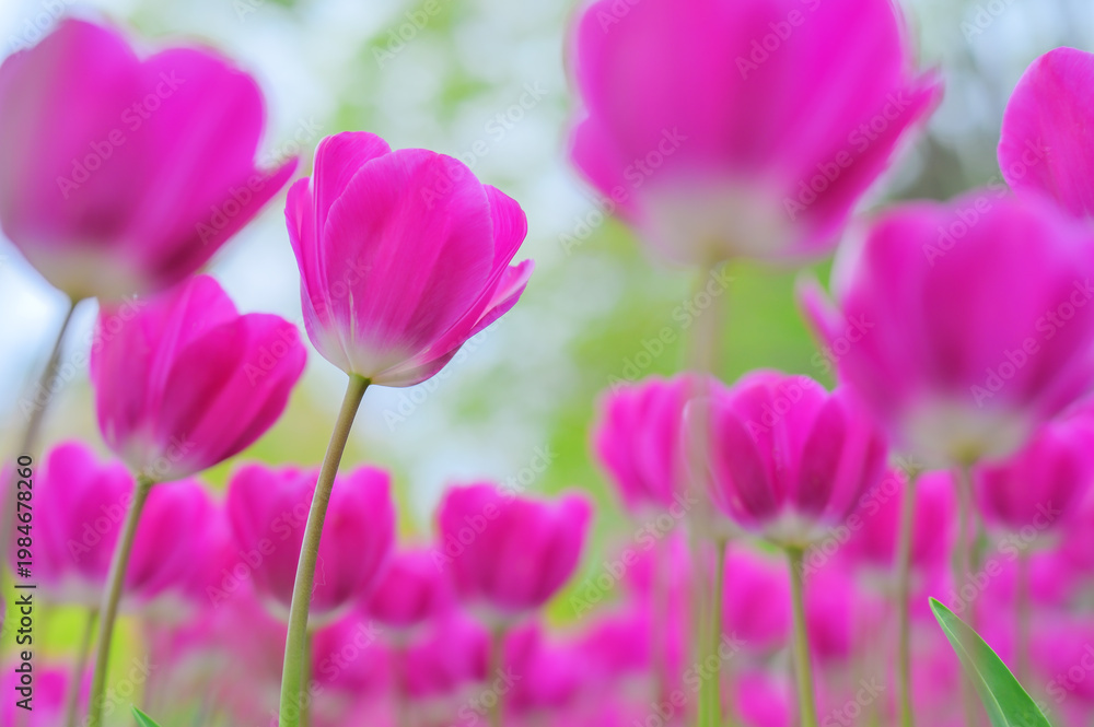 Obraz premium Tulip flower in spring park with natural green background