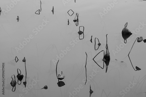Minimalist black and white photo of withered lotus stems in a misty pond, resembling ink calligraphy.