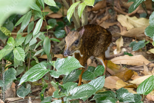 Tragulus kanchil Cute and Shy Lesser mouse deer foraging in forest undergrowth
