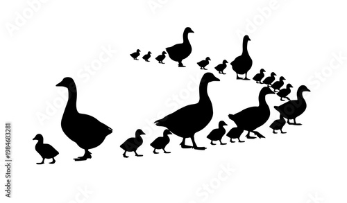 Protective goose family silhouette with goslings in curved walking formation vector illustration