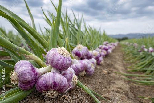 Fresh garlic harvest growing in rows on agricultural field