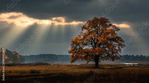 A solitary tree stands majestically against a dramatic sky, illuminated by beams of sunlight. The scene captures the beauty of nature in a serene and tranquil environment.