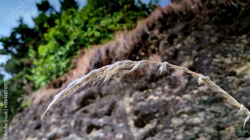 A macro shot of a delicate dry grass strand curving in foreground against a blurred earthy hillside and greenery in Mukteshwar, Uttarakhand, India.