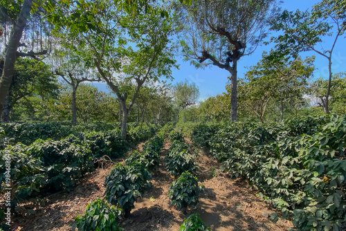 Symmetrical Rows of Young Plants Beneath Tree Canopy