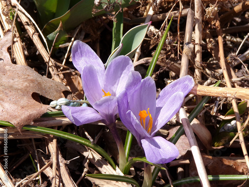 First spring flowers