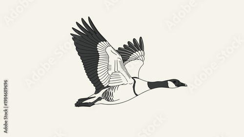 Elegant illustration of a Canada goose with wings spread wide in mid-flight against a simple off-white background showing feather details.