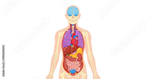 Human Anatomy Diagram: Internal Organs, Brain, Heart, Lungs, Digestive System