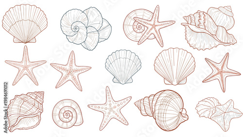 Detailed line drawings of various seashells and starfish in different styles and shapes on a white background for nautical themes.