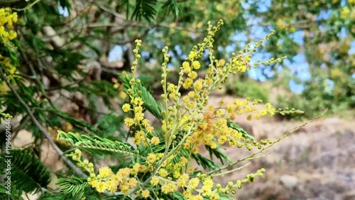 A crisp close-up of bright yellow fluffy blossoms and fine fern-like leaves on a hillside tree in Mukteshwar, Uttarakhand, India, set against a softly blurred earthy background.