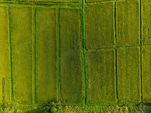 Fényképezés Close aerial view of rectangular green rice paddies from above