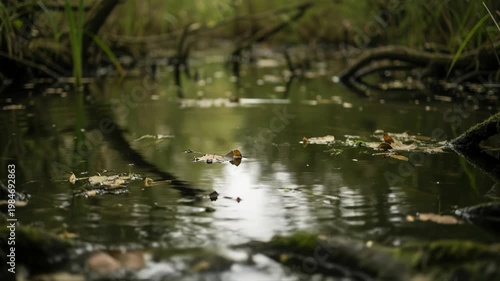 Ripples spread across the dark water surface of a mysterious forest swamp.