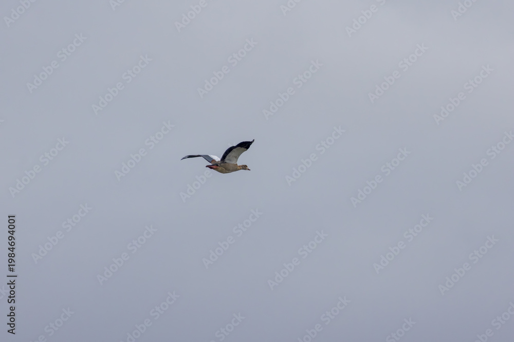 Obraz premium Egyptian goose flying over Tagus River in Portugal