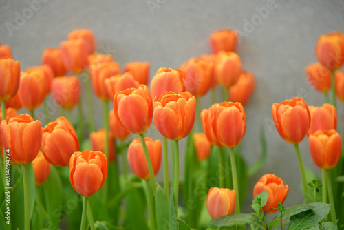 Beautiful Orange Tulips Blooming in the garden. 