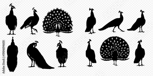 Set of Peacock Silhouettes: Elegant Birds in Various Poses, Including Displaying Feathers, Isolated on White Background.