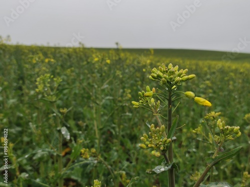 Rapsblüte im Regen