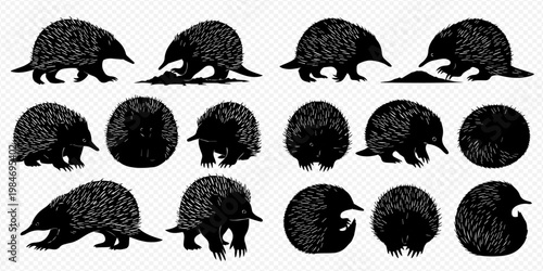 Echidna vector set with various poses and actions on a transparent background, showcasing the unique Australian mammal.