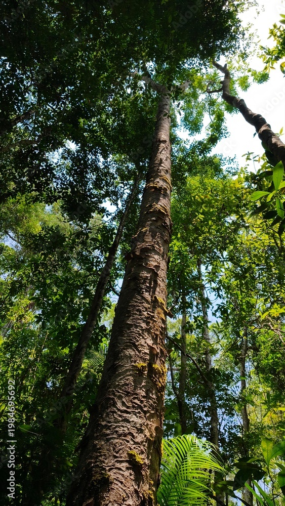 Fototapeta premium tree in the forest