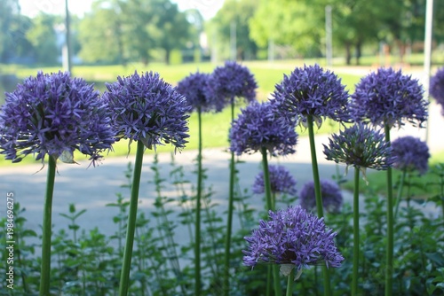 Purple Allium Flowers in Bloom with Soft Background in Park